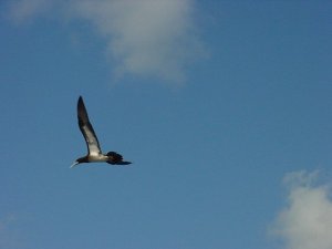 Black-and-White-Gull.jpg (5020 bytes)